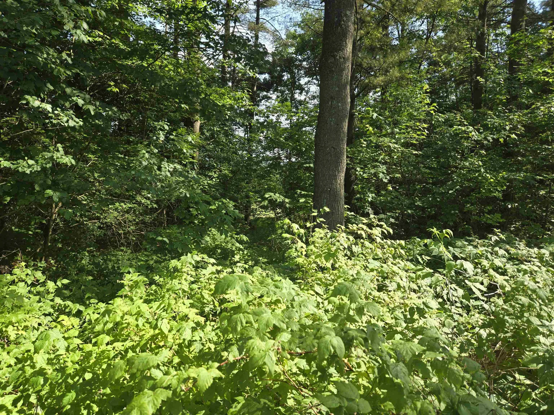 217 Winsor Drive Hartford VT 05001