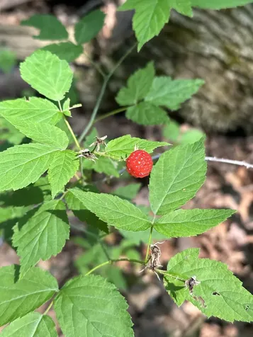 1270 Melendy Hill Road Guilford VT 05301