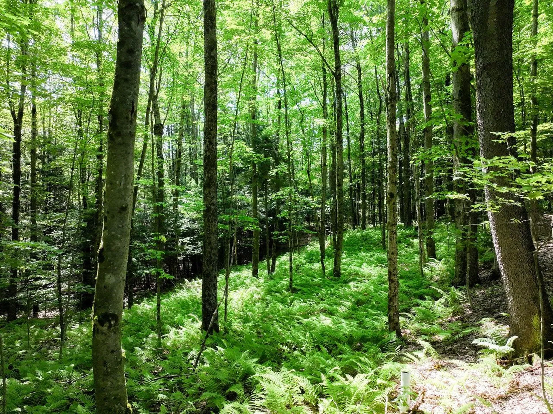 000 Maxfield Road Waterville VT 05492