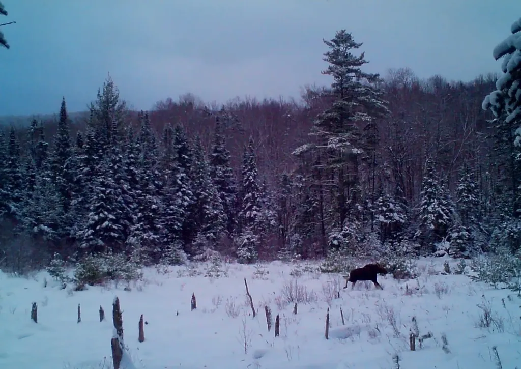 28 Miles Road Benton NH 03785