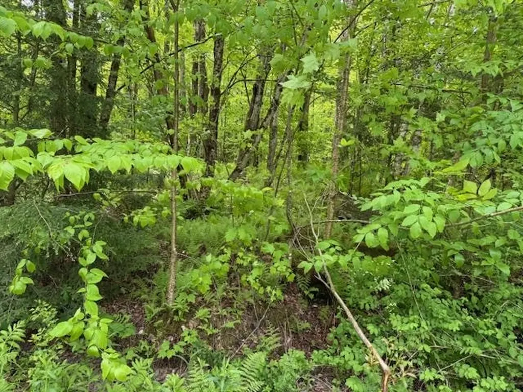 76 Wimble Road Fairfax VT 05454