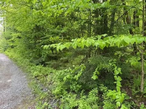 76 Wimble Road Fairfax VT 05454