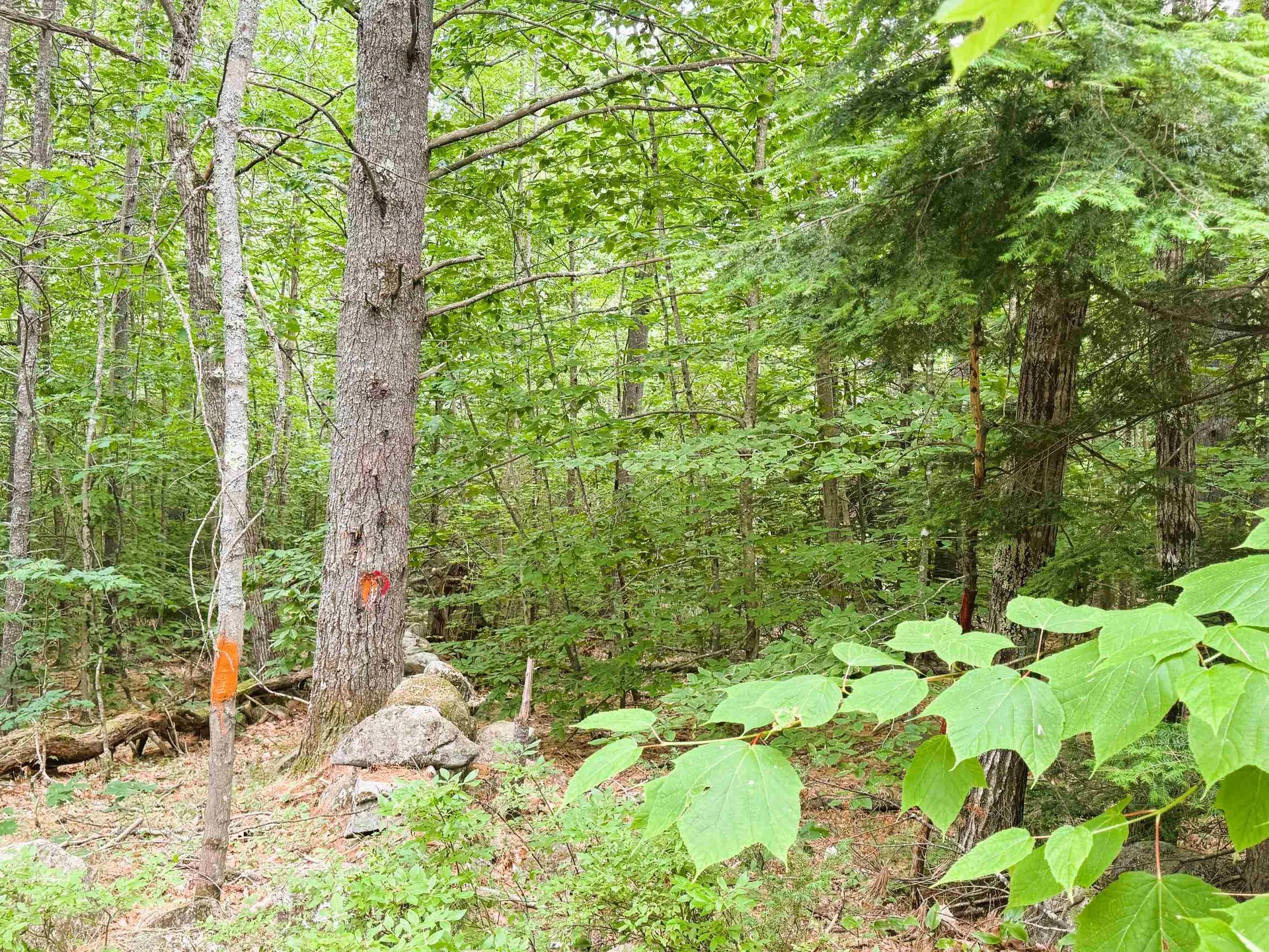 Rines Road Alton NH 03809