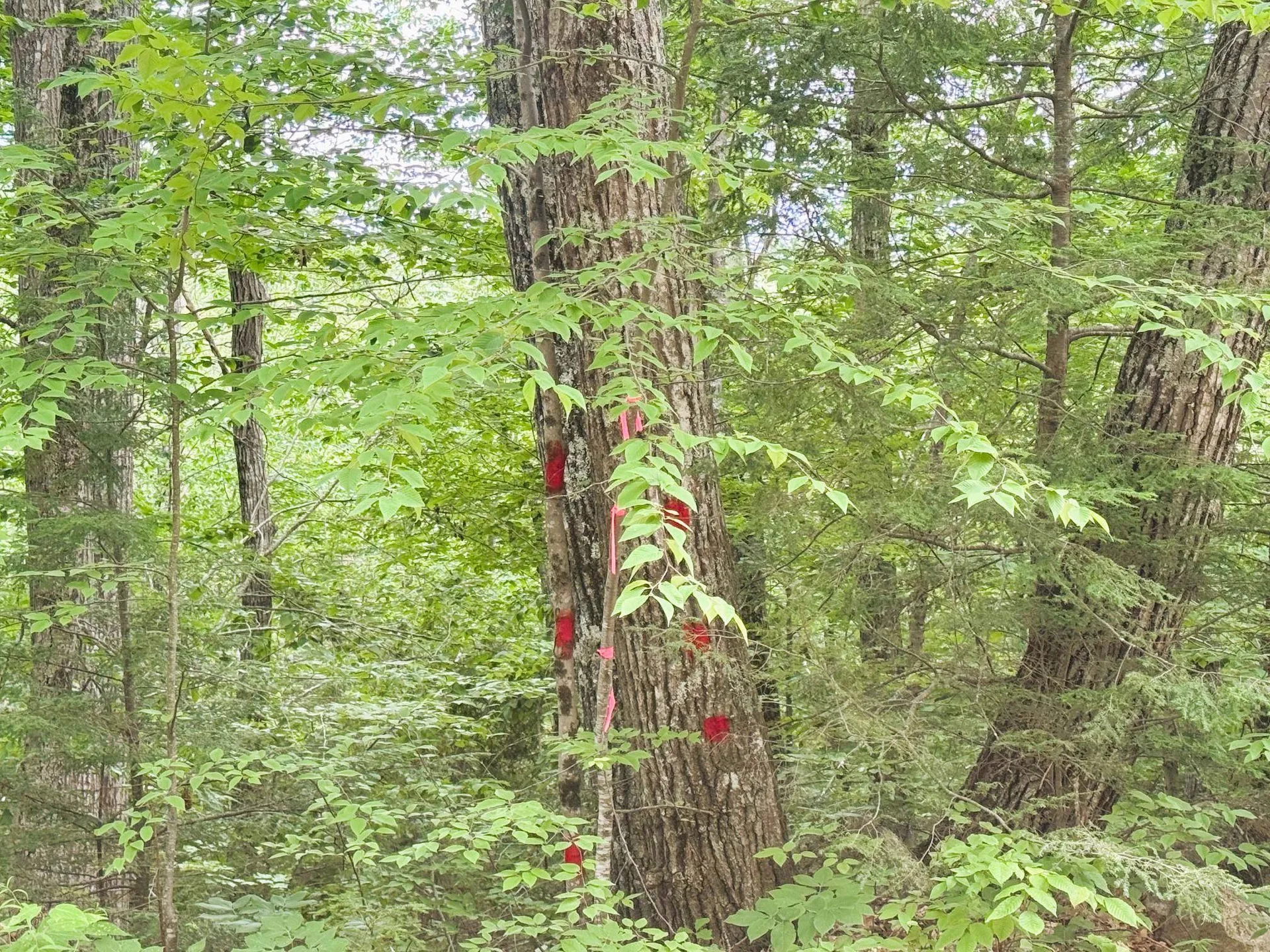 Rines Road Alton NH 03809