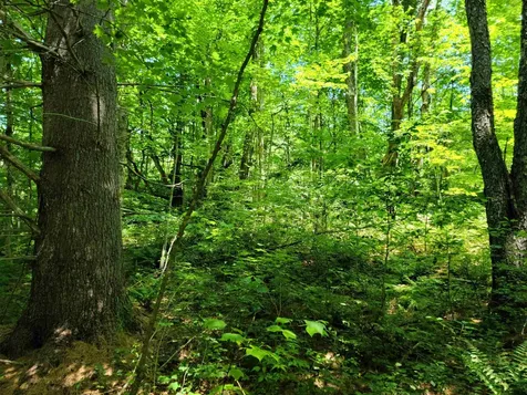868 Maple Hill Rochester VT 05767