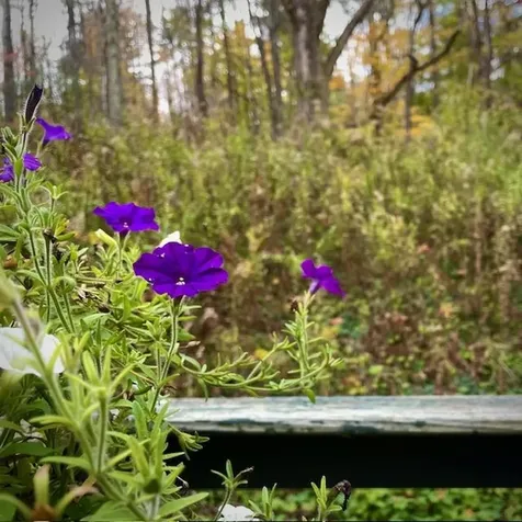 6311 Vt Route 7a Sunderland VT 05250