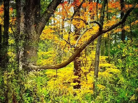 6311 Vt Route 7a Sunderland VT 05250