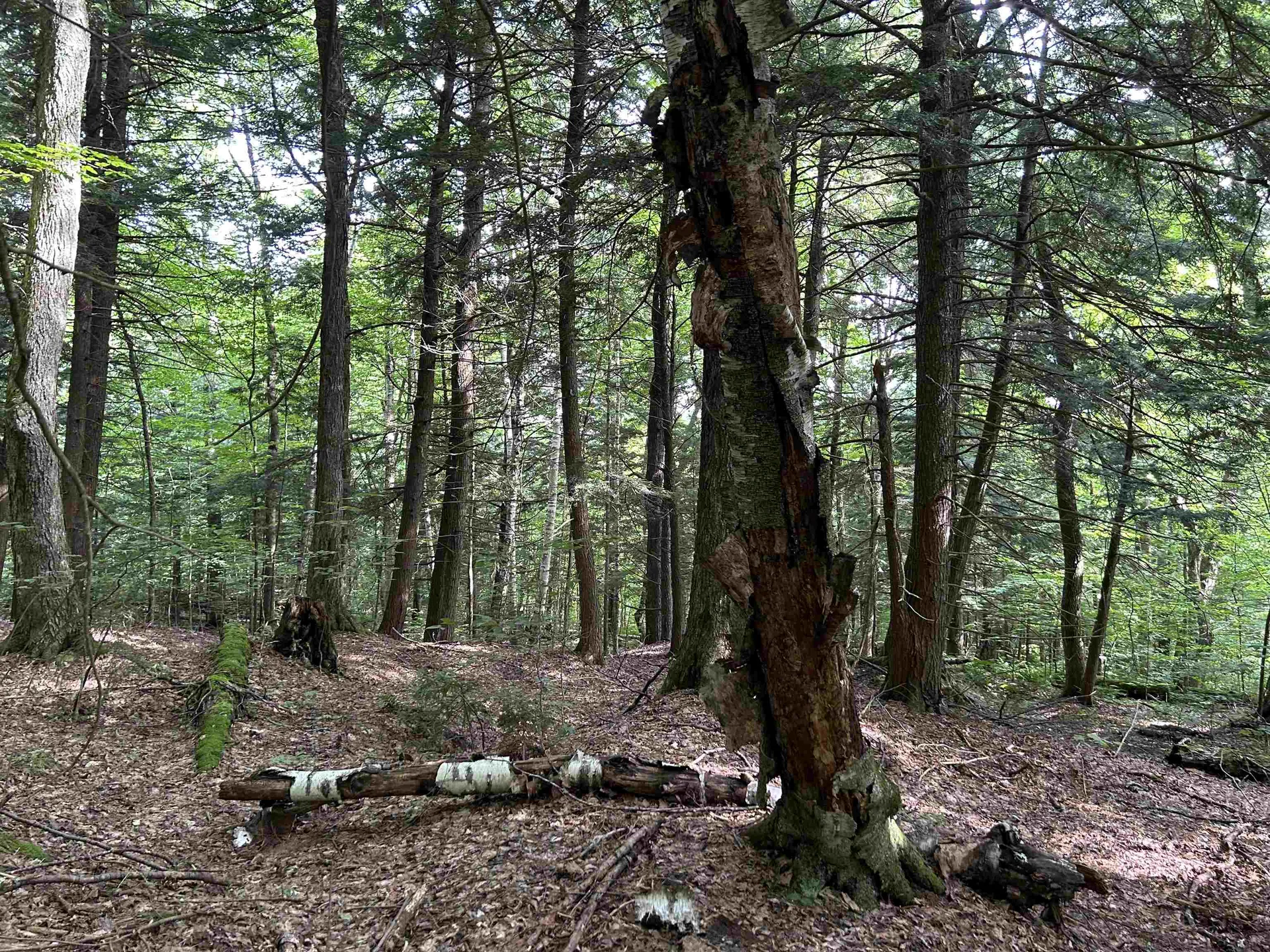 3324 Mud City Loop Morristown VT 05661