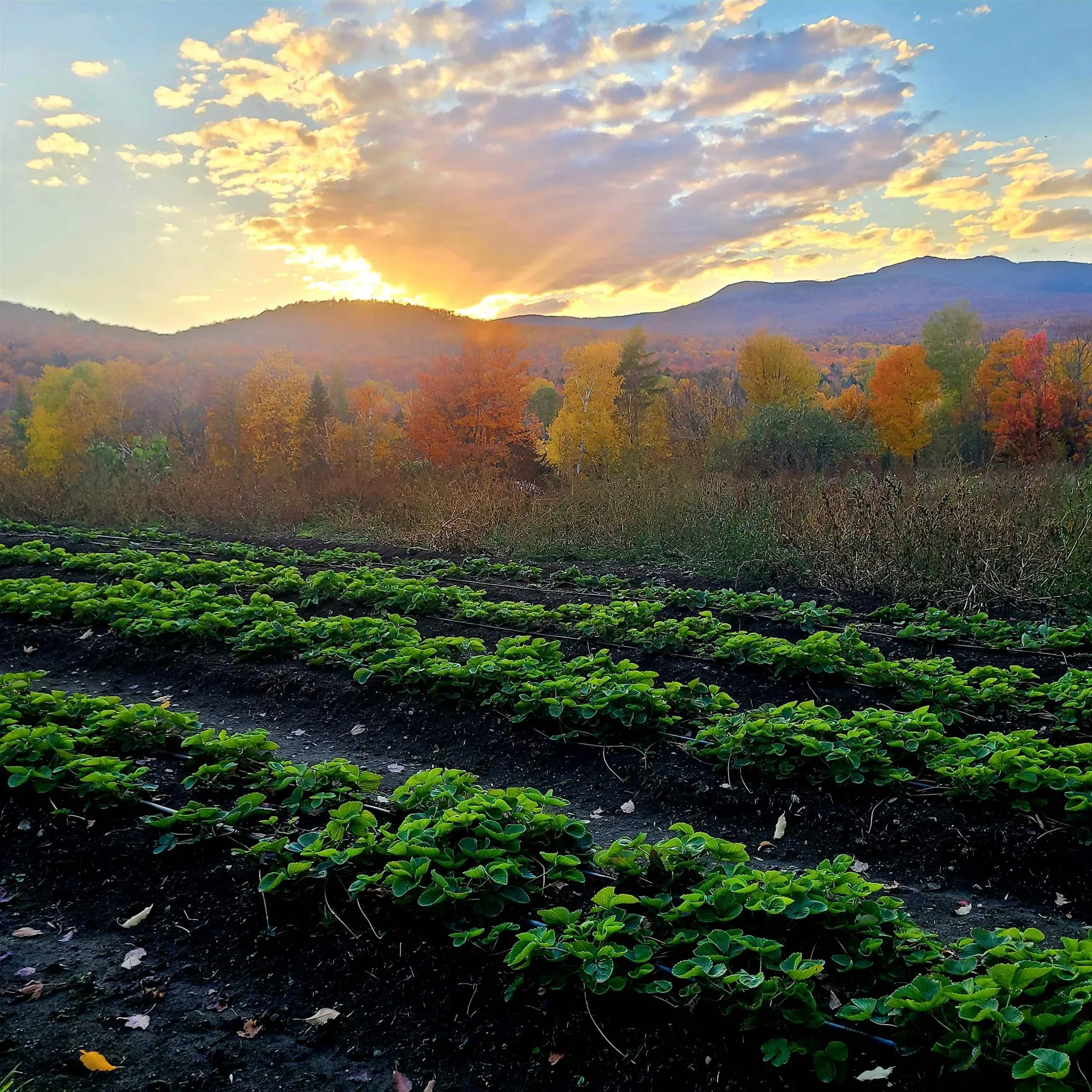 3324 Mud City Loop Morristown VT 05661