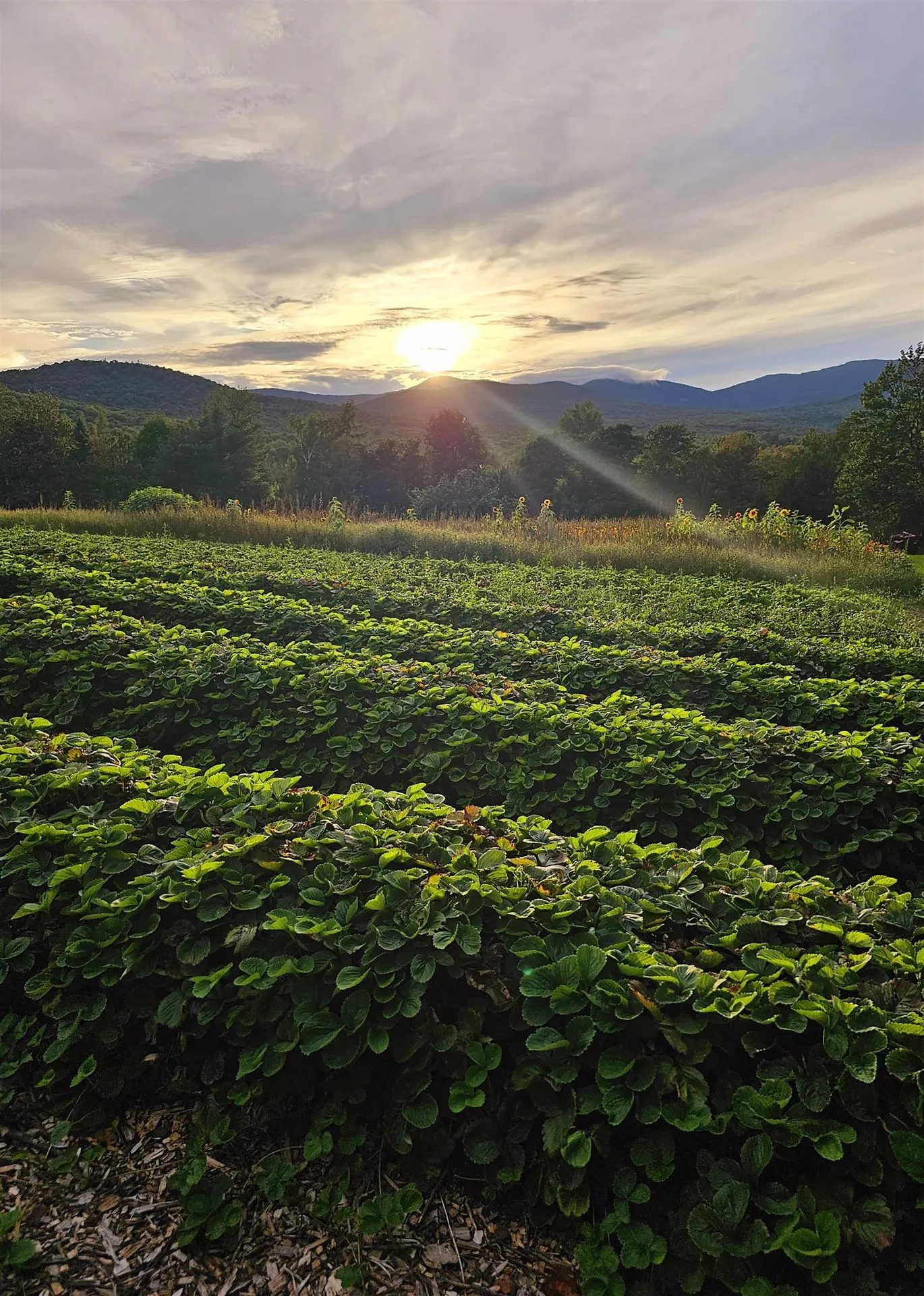 3324 Mud City Loop Morristown VT 05661