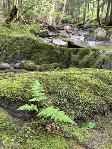 3324 Mud City Loop Morristown VT 05661