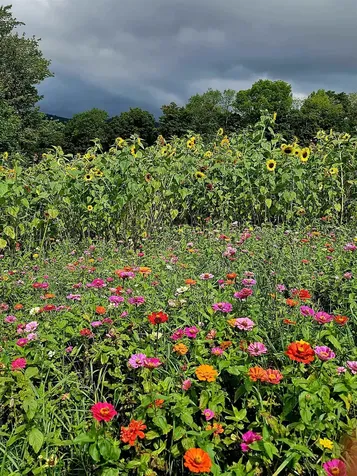 3324 Mud City Loop Morristown VT 05661