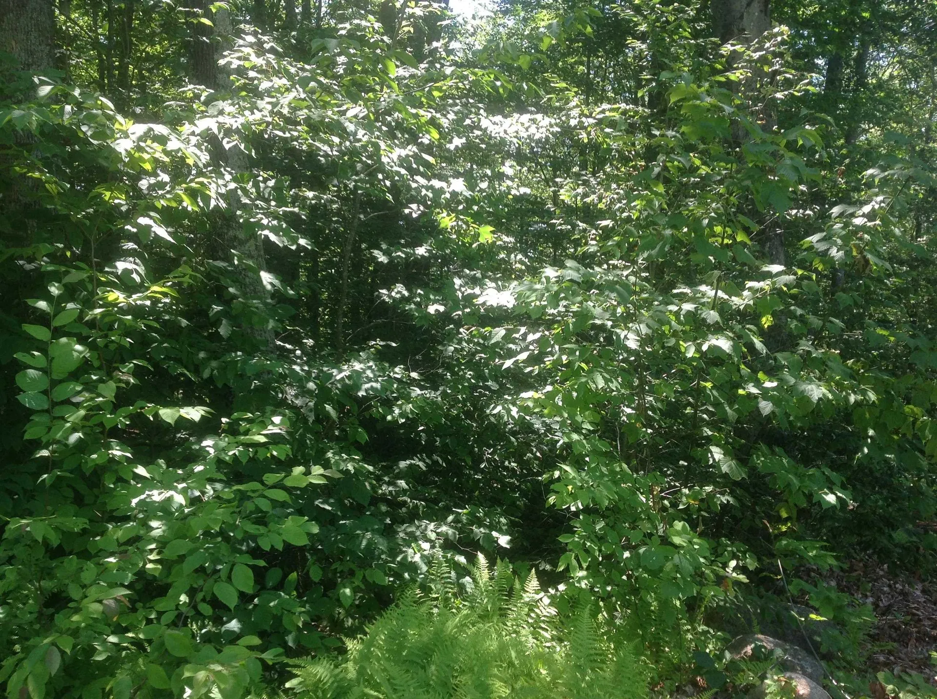 72-3 Frohock Brook Road Alton NH 03809-0