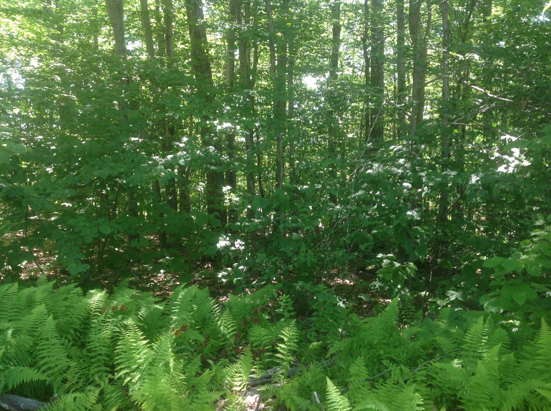 72-3 Frohock Brook Road Alton NH 03809-0