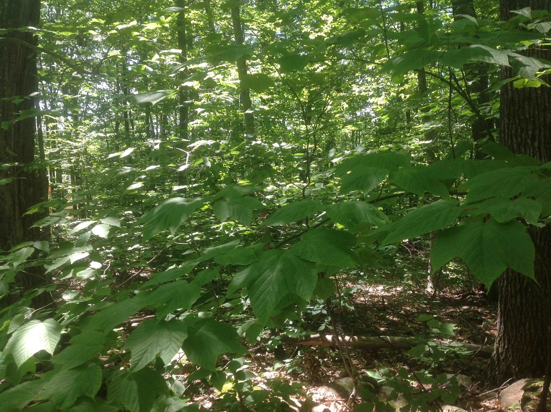 72-3 Frohock Brook Road Alton NH 03809-0