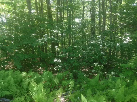 72-3 Frohock Brook Road Alton NH 03809-0