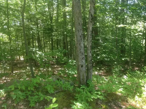 72-3 Frohock Brook Road Alton NH 03809-0