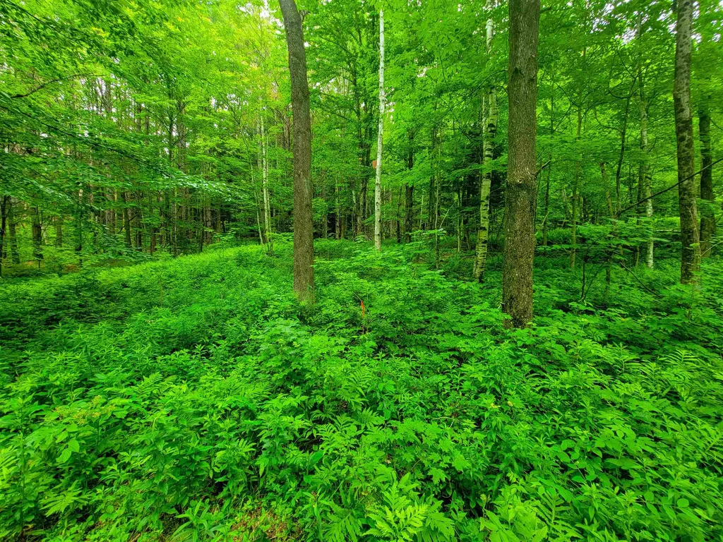 3745 Vt-100 Warren VT 05674