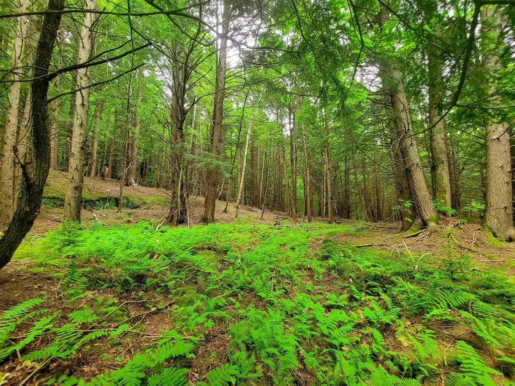 3745 Vt-100 Warren VT 05674