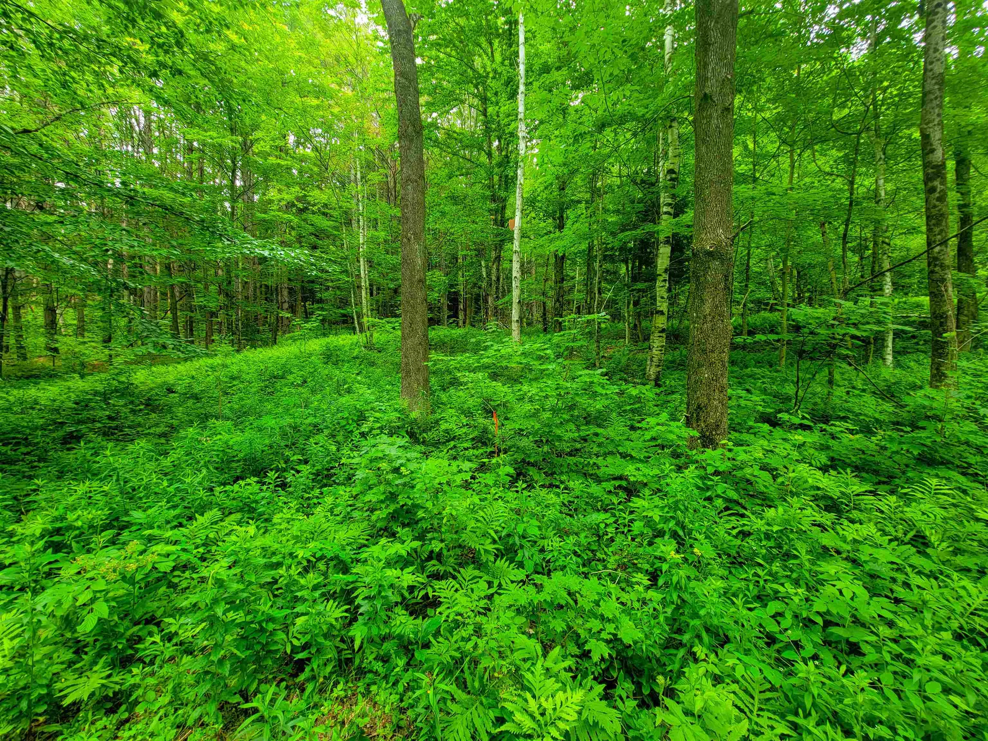 3745 Vt-100 Warren VT 05674