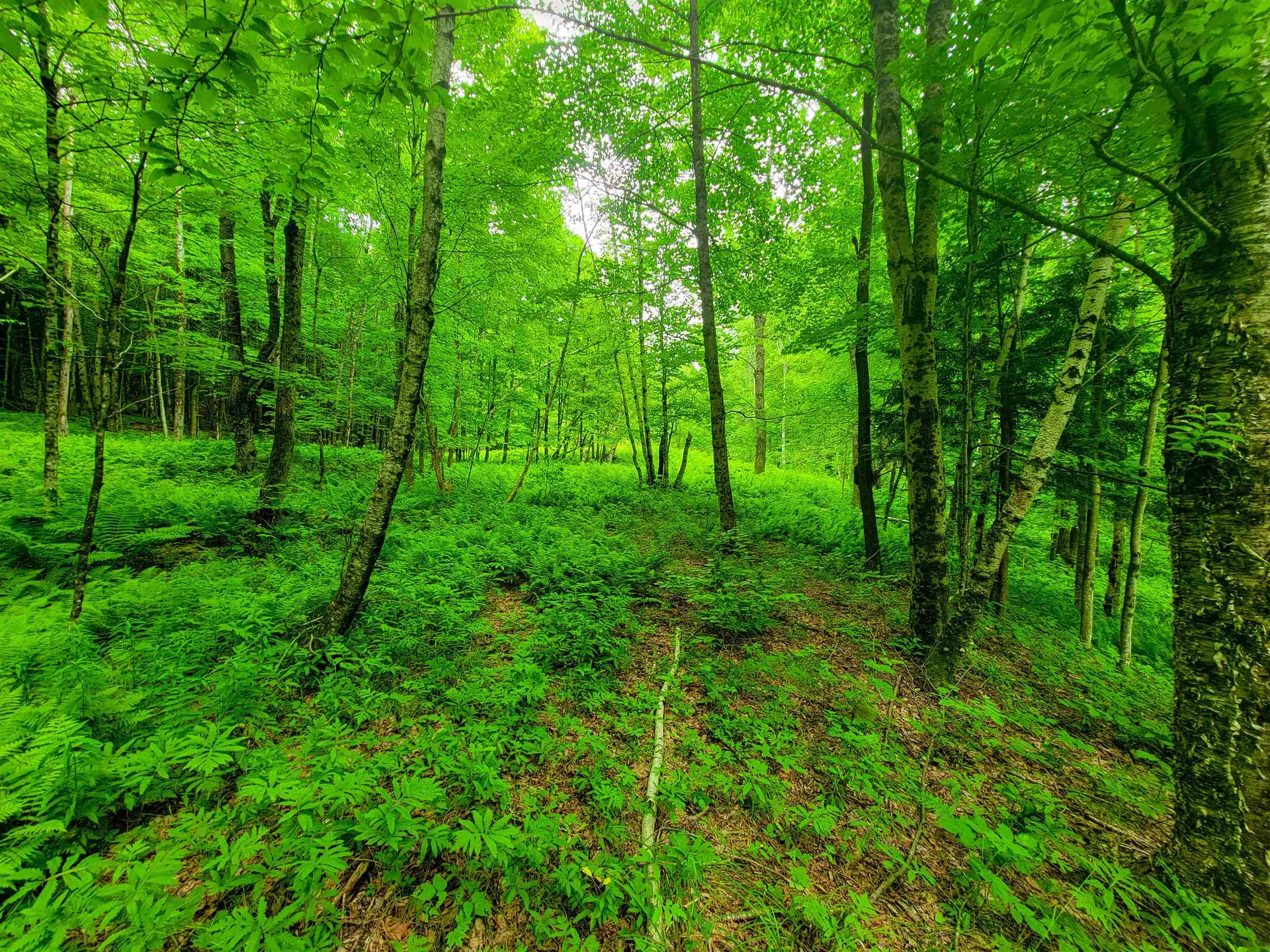 3745 Vt-100 Warren VT 05674