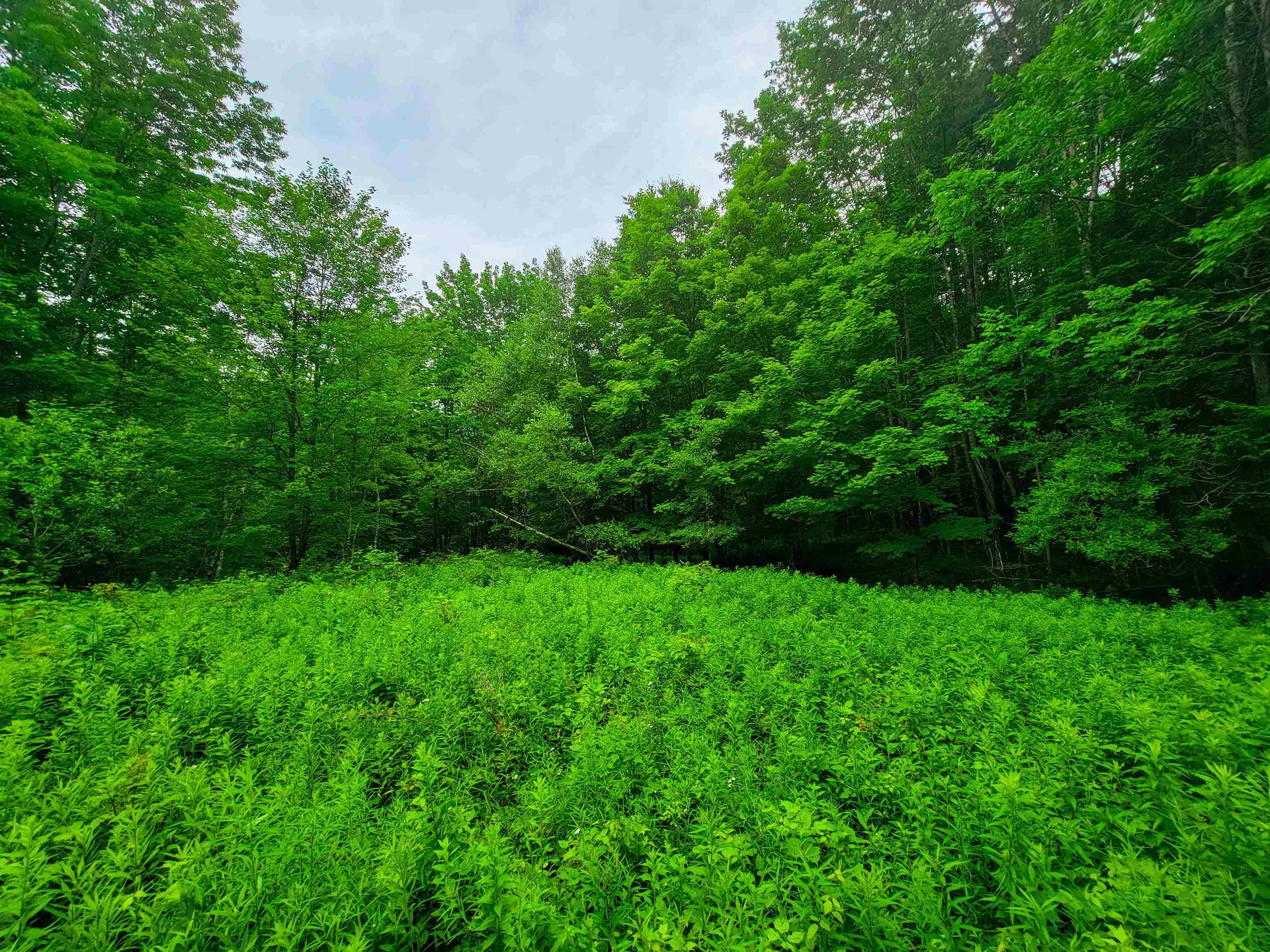 3745 Vt-100 Warren VT 05674