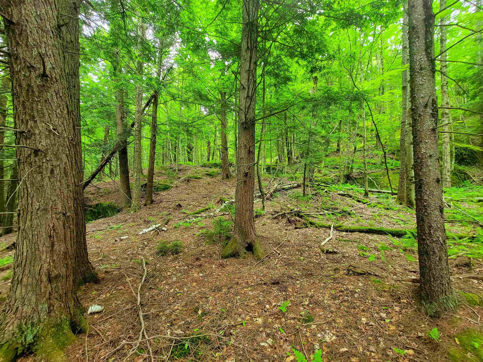 3745 Vt-100 Warren VT 05674