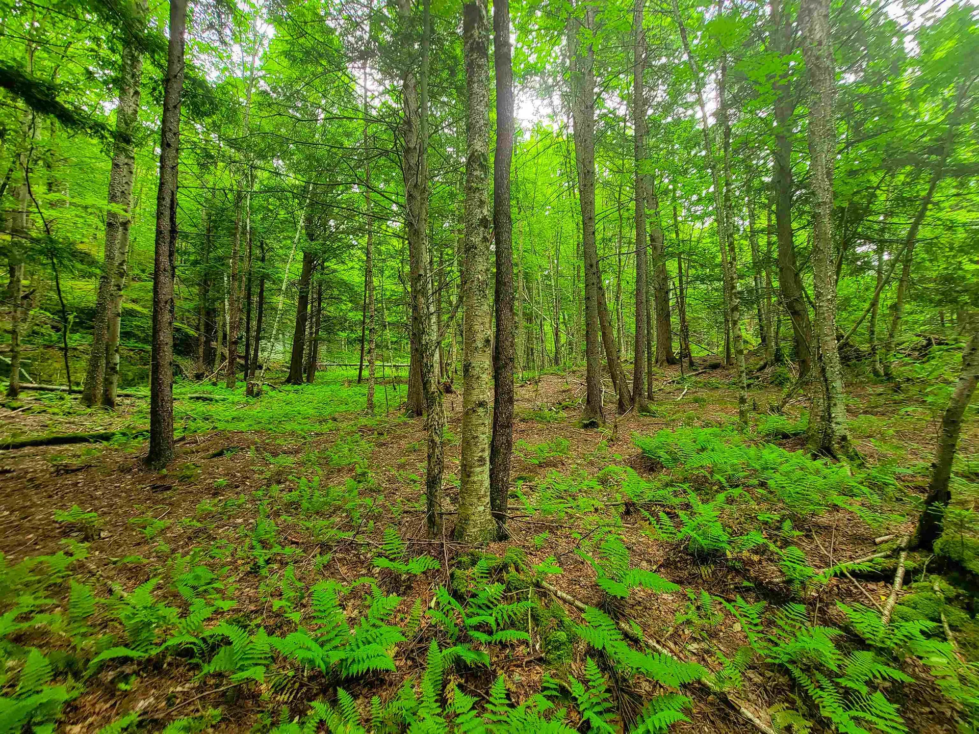 3745 Vt-100 Warren VT 05674