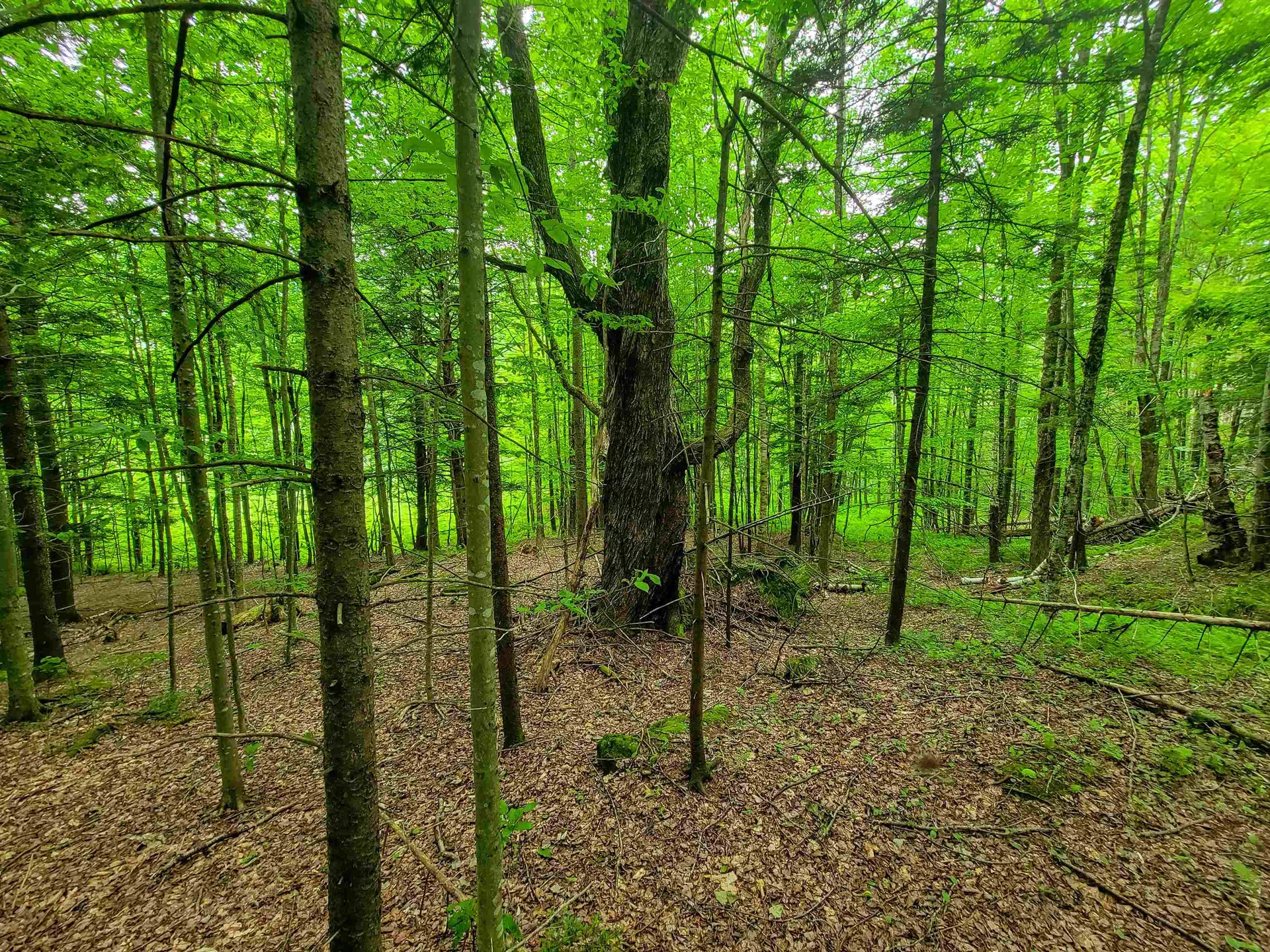 3745 Vt-100 Warren VT 05674