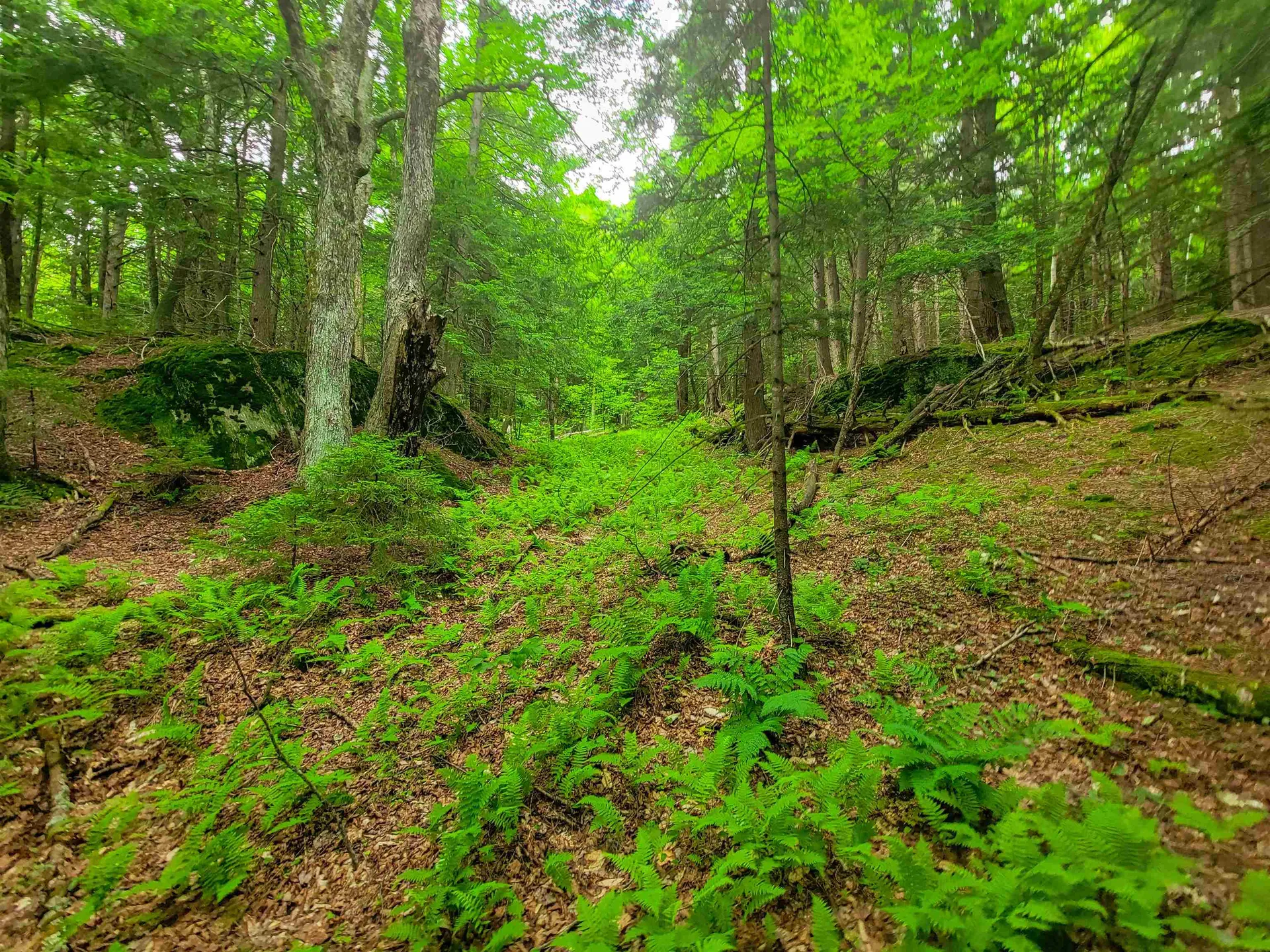 3745 Vt-100 Warren VT 05674