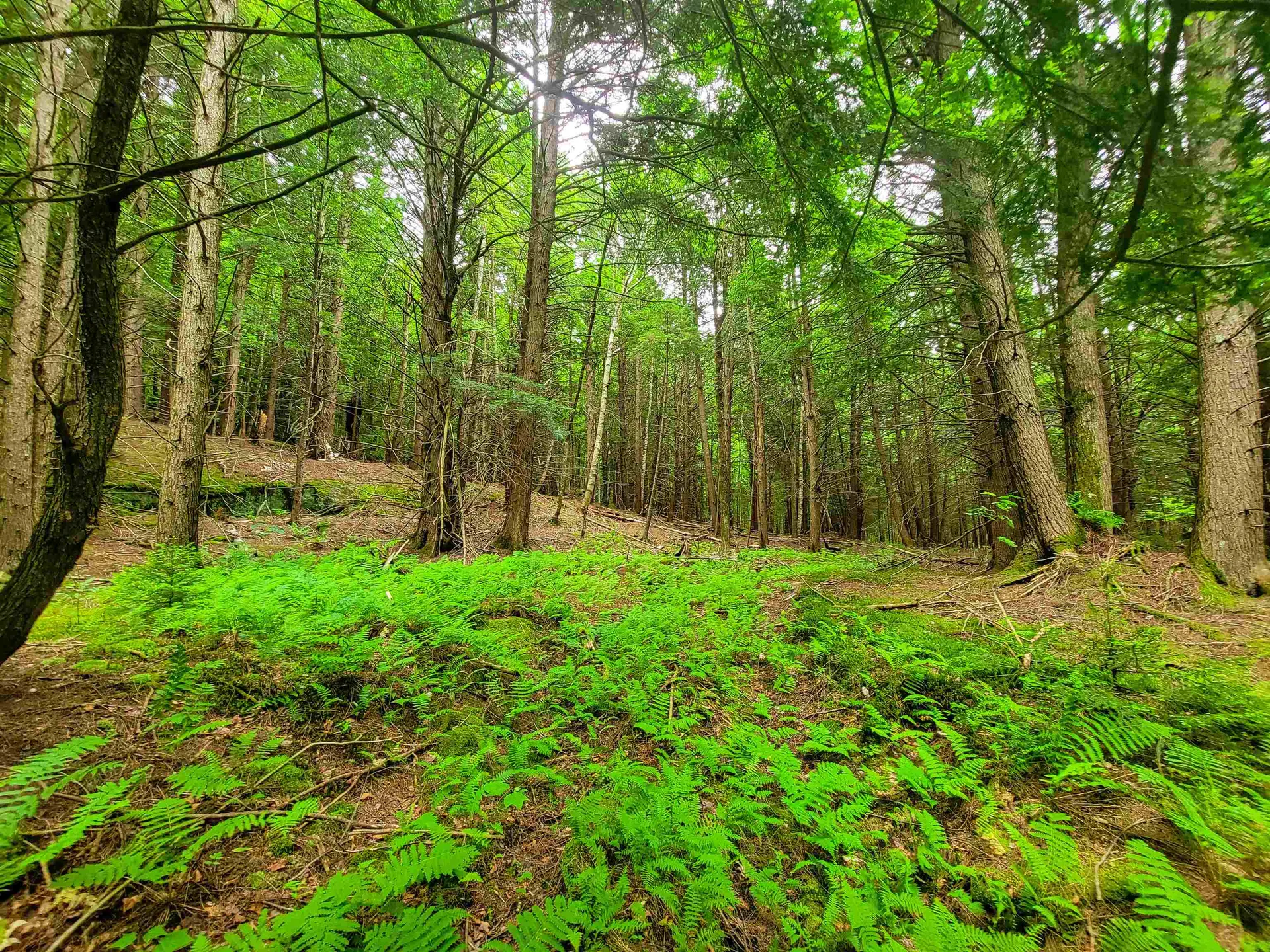 3745 Vt-100 Warren VT 05674