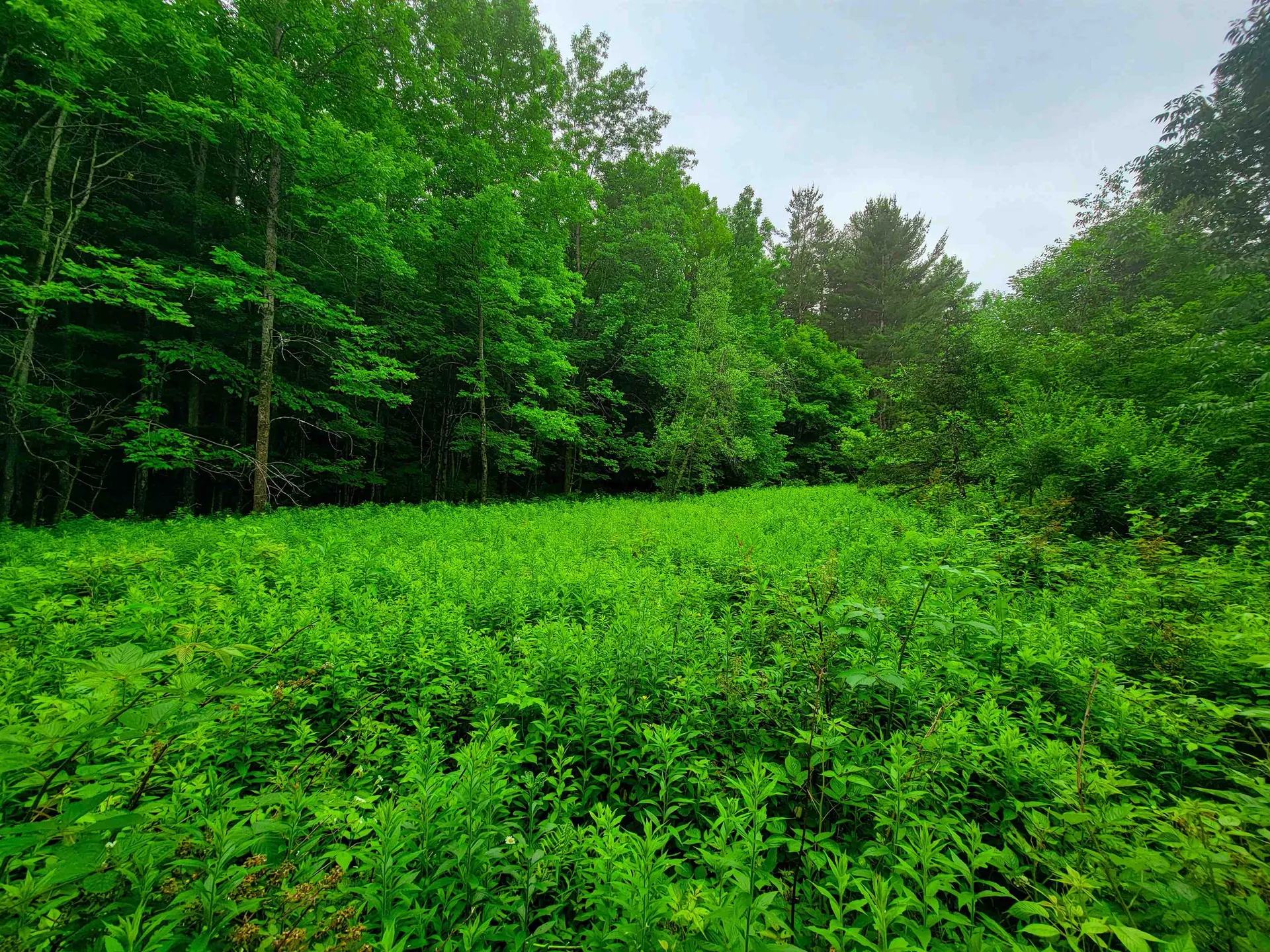 3745 Vt-100 Warren VT 05674