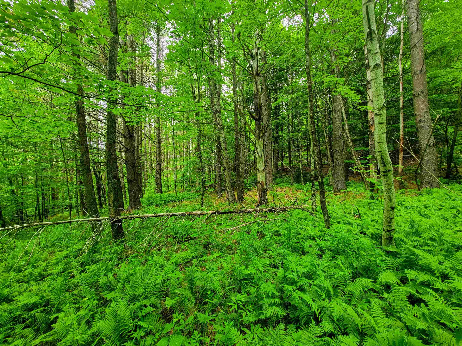 3745 Vt-100 Warren VT 05674