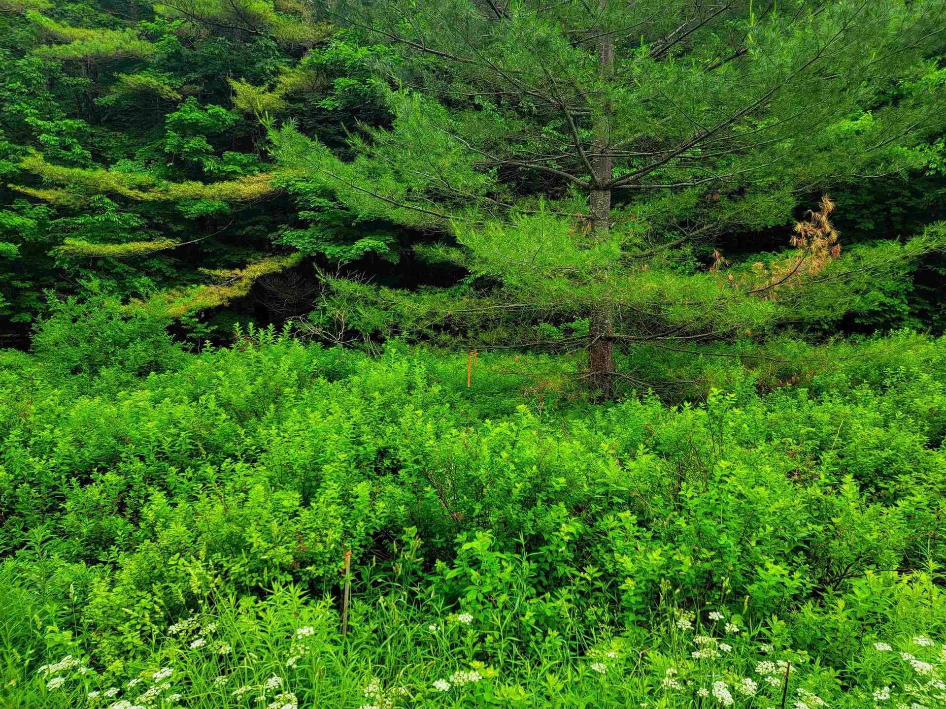 3745 Vt-100 Warren VT 05674