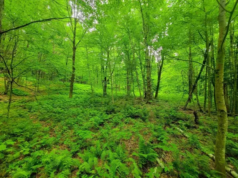 3745 Vt-100 Warren VT 05674