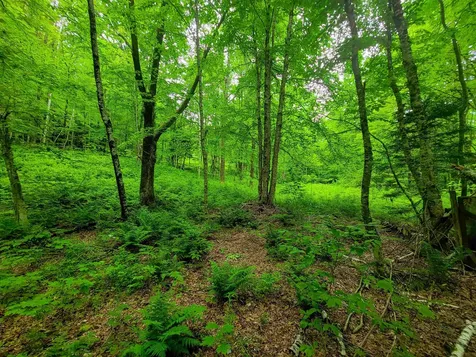 3745 Vt-100 Warren VT 05674