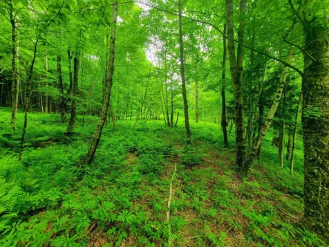 3745 Vt-100 Warren VT 05674