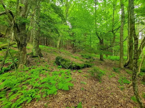 3745 Vt-100 Warren VT 05674