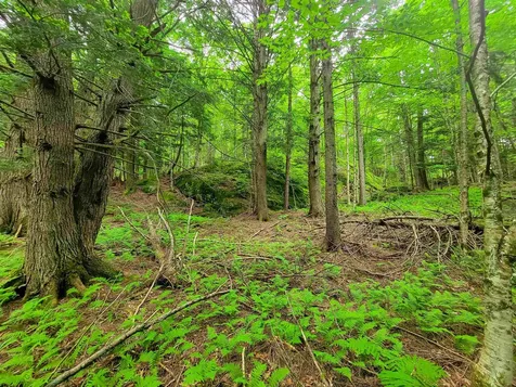 3745 Vt-100 Warren VT 05674