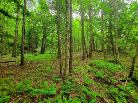 3745 Vt-100 Warren VT 05674