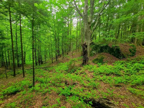 3745 Vt-100 Warren VT 05674