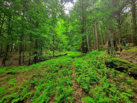 3745 Vt-100 Warren VT 05674