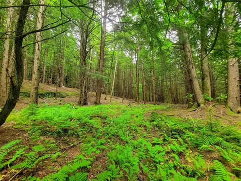 3745 Vt-100 Warren VT 05674