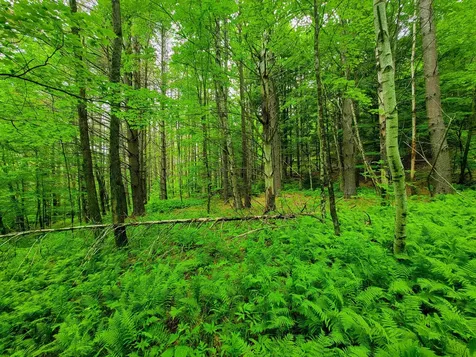 3745 Vt-100 Warren VT 05674