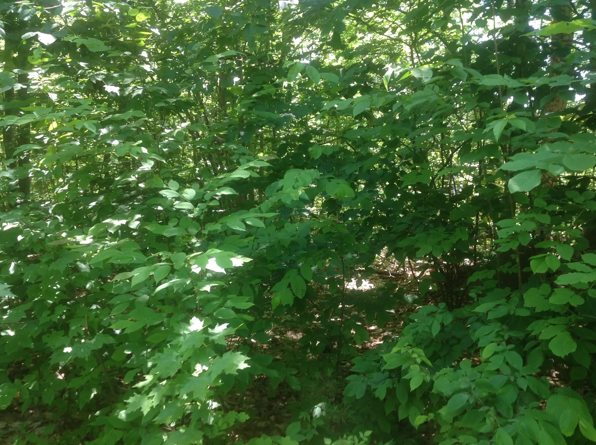 72-2 Frohock Brook Road Alton NH 03810