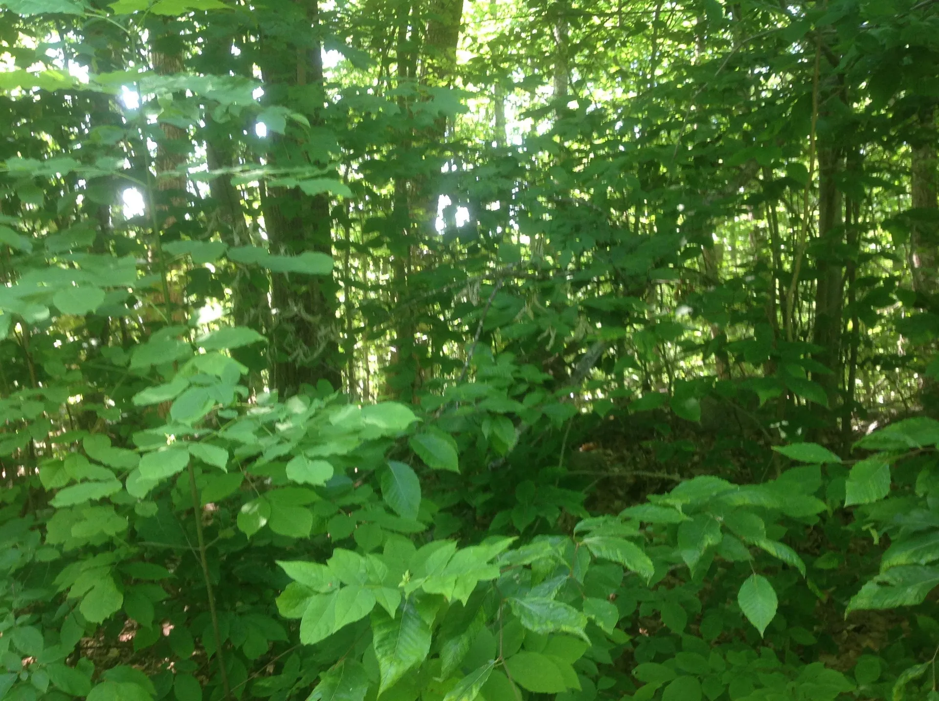 72-2 Frohock Brook Road Alton NH 03810