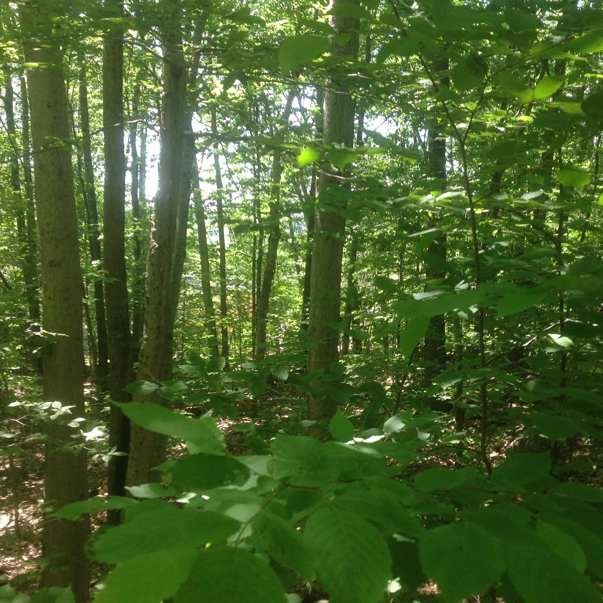 72-2 Frohock Brook Road Alton NH 03810