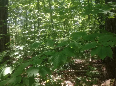 72-2 Frohock Brook Road Alton NH 03810