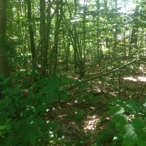 72-2 Frohock Brook Road Alton NH 03810