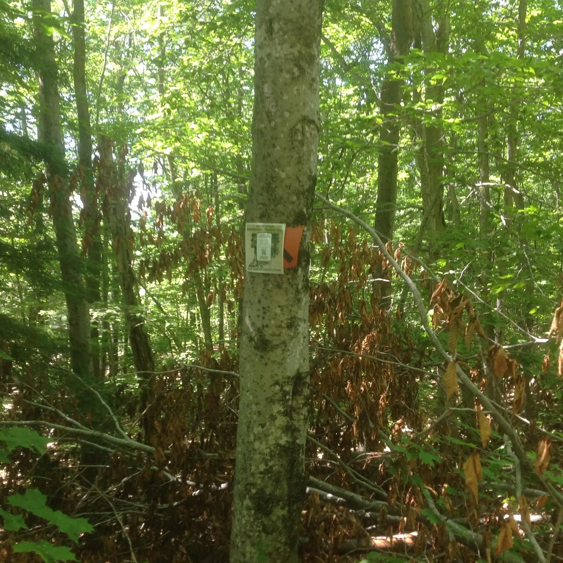 72-1 Frohock Brook Road Alton NH 03810